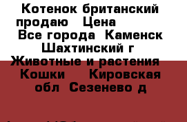 Котенок британский продаю › Цена ­ 3 000 - Все города, Каменск-Шахтинский г. Животные и растения » Кошки   . Кировская обл.,Сезенево д.